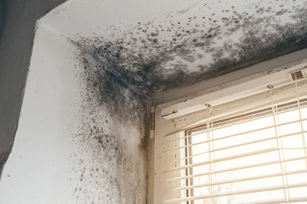 Affordable Commercial Mold Remediation solutions in Beverly, NJ